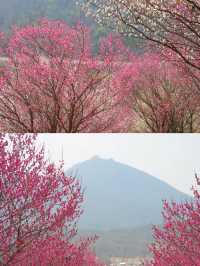 武漢竟然藏著絕美「梅花山」，沒人宣傳真可惜！