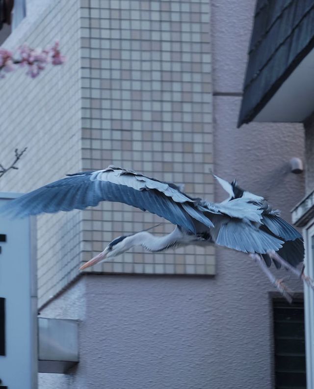 熱海 | 櫻花詳細攻略。