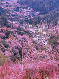 黃山當賣花漁村遇上瞻淇魚燈別提有多美