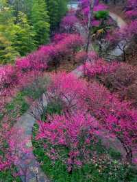 篁嶺梅花盛開（2月27號實拍）