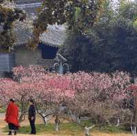 泰州梅園：蛇年新春，邂逅梅香雅韻