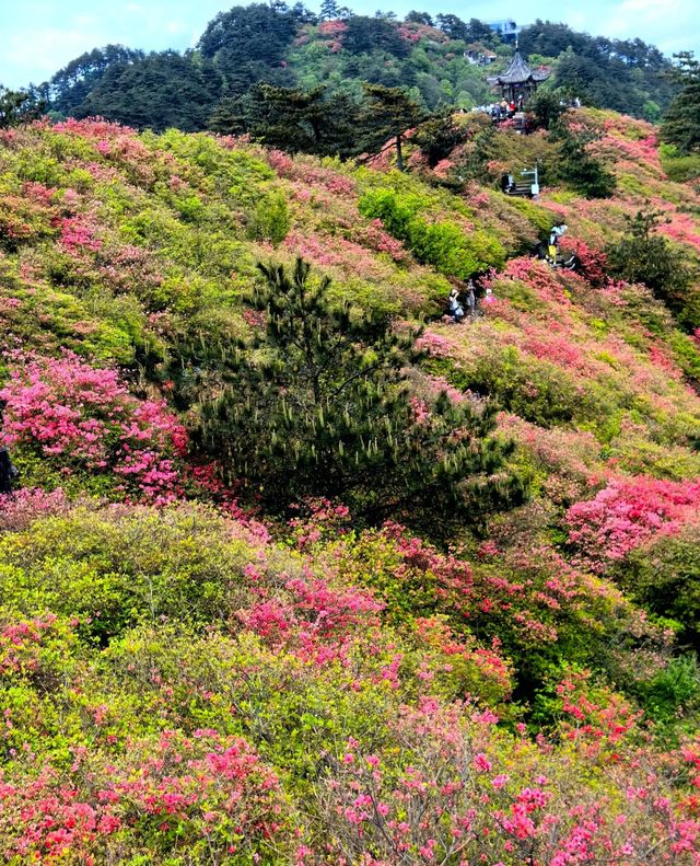 龜峰山的四月不要錯過呀