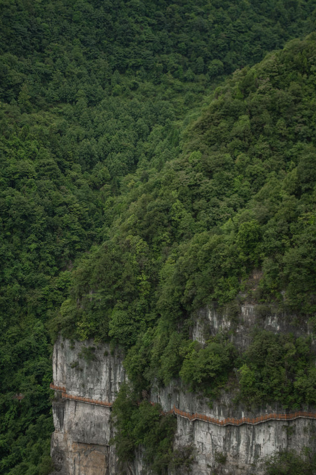 我在畢節找到一個原始森林高原峽谷秘境｜大方油杉河景區