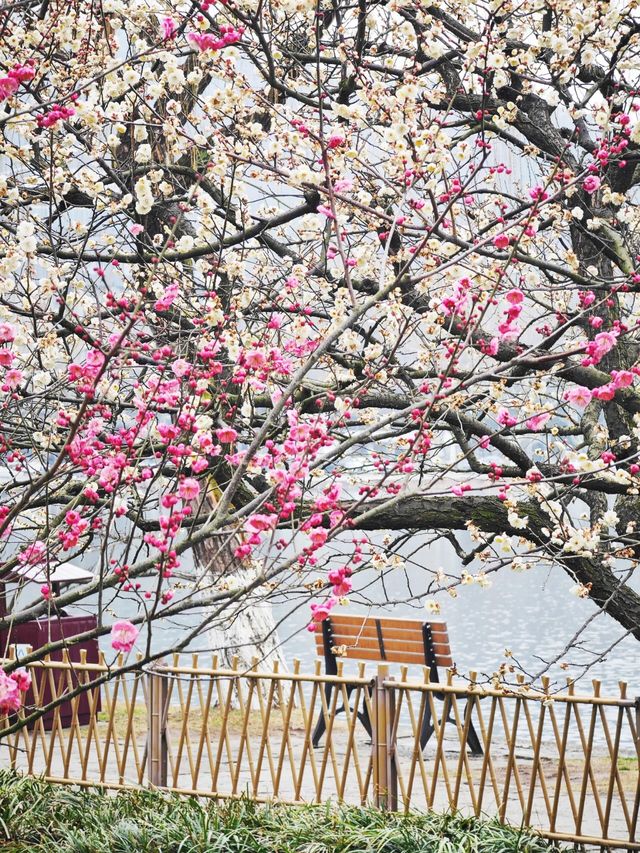 西湖三月天美景，賞花攻略不容錯過，二月梅花正盛