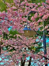 《静安雕塑公園的櫻花盛景》