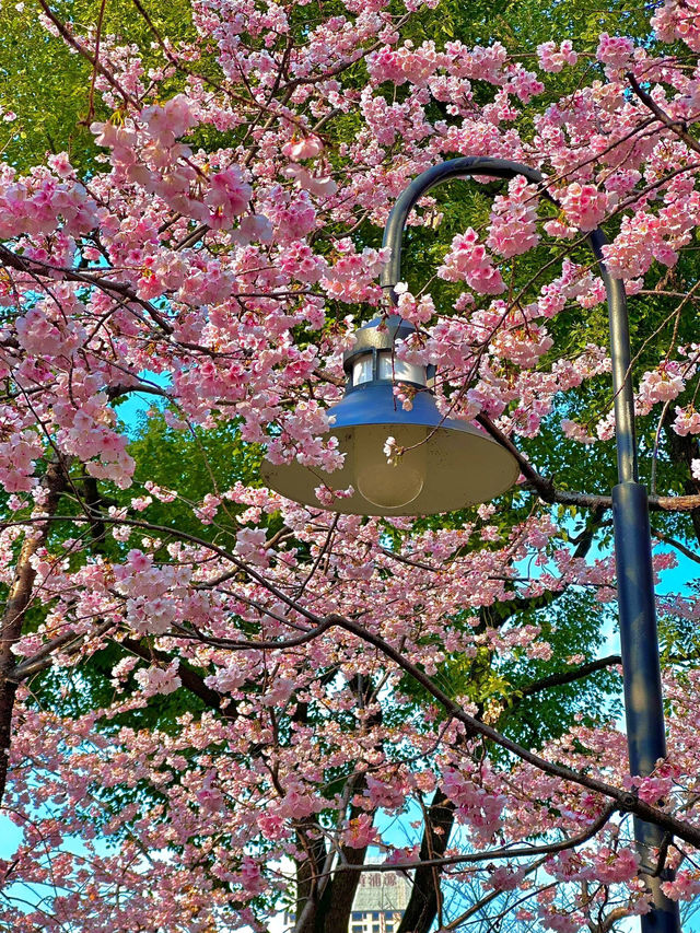 《静安雕塑公園的櫻花盛景》