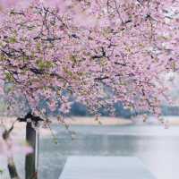春遊記｜快來抄‼️辰山植物園無人絕美拍照點全攻略‼️