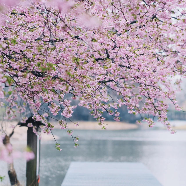 春遊記｜快來抄‼️辰山植物園無人絕美拍照點全攻略‼️
