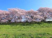 一生必訪！背割堤，邂逅絢爛櫻花海🌸