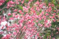 達州春天賞花季