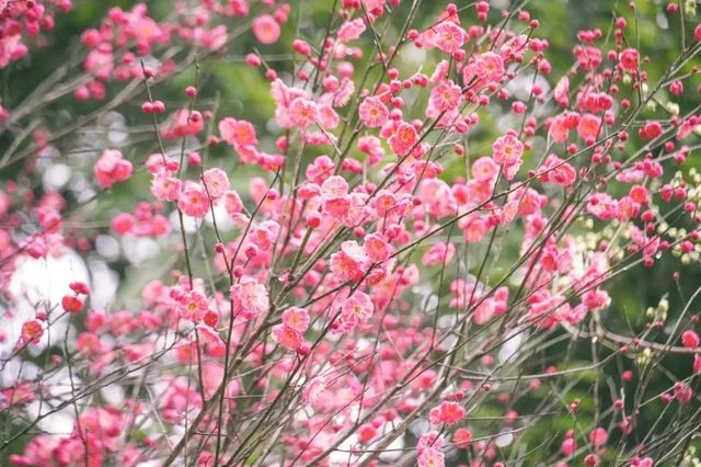 達州春天賞花季