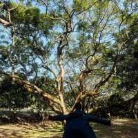 鄧山村古欖園：邂逅魔幻森林，感受震撼樹張力🌳