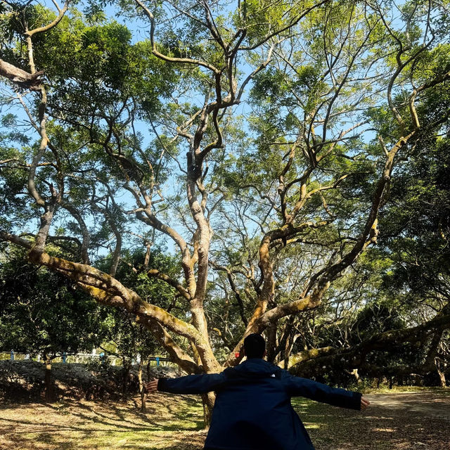 鄧山村古欖園：邂逅魔幻森林，感受震撼樹張力🌳