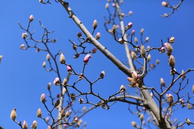 玉蘭吐芳