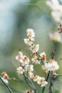 A Journey to Mingzhao Temple for the Blooming Plum Blossoms