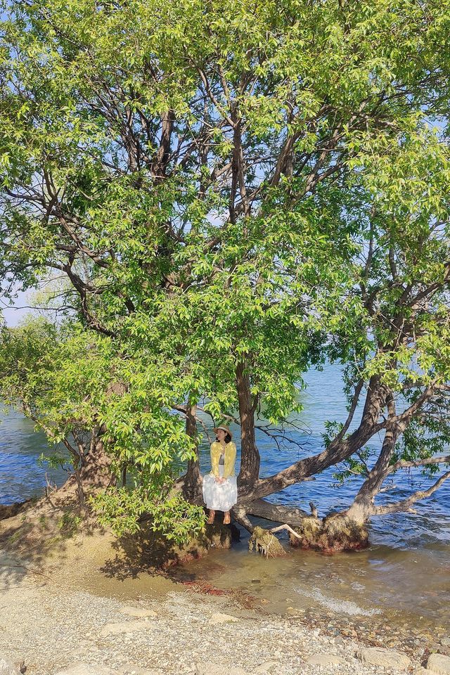 大理騎行洱海邊，欣賞人間三月的春景