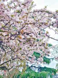 三月遊成都，別錯過這個滿園海棠的古風公園