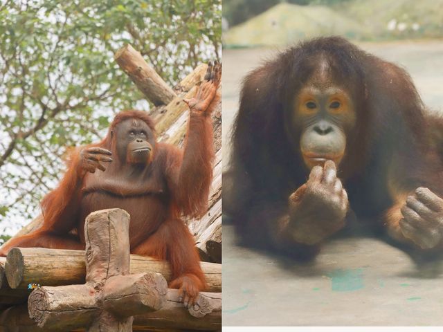 天啊！這應該是動物世界的天花板吧