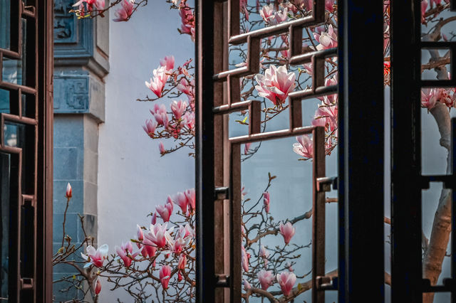 三月耦園打卡玉蘭花