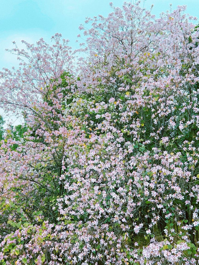 廣州海珠濕地公園｜3公里紫荊花海，闖入粉色煙雨江南