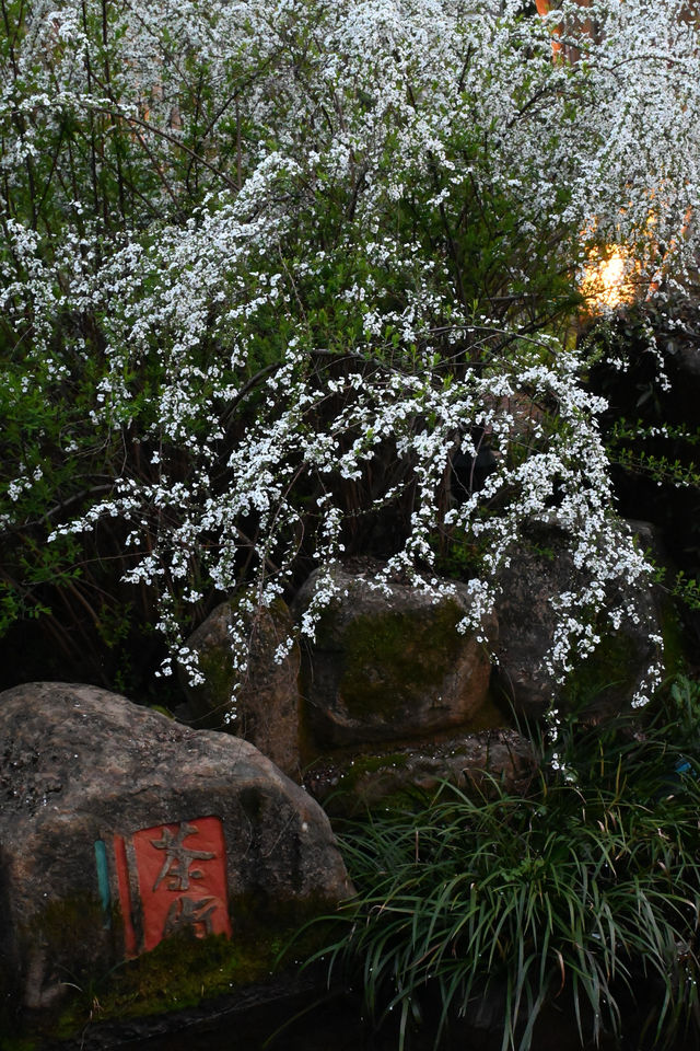 杭州的雪柳開啦