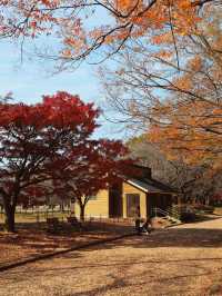 代々木公園での秋の完璧な日々を楽しむ