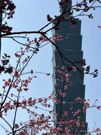 櫻舞春光，靜謐松江