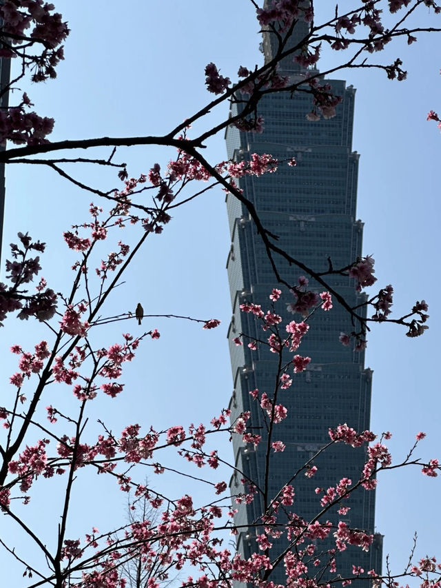 櫻舞春光，靜謐松江