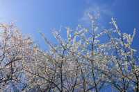 奧林匹克森林公園南園