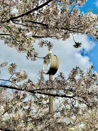 圓山櫻語，春色如詩