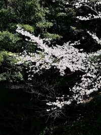 四季流轉，靜觀城市之巔——西公園與大濠公園