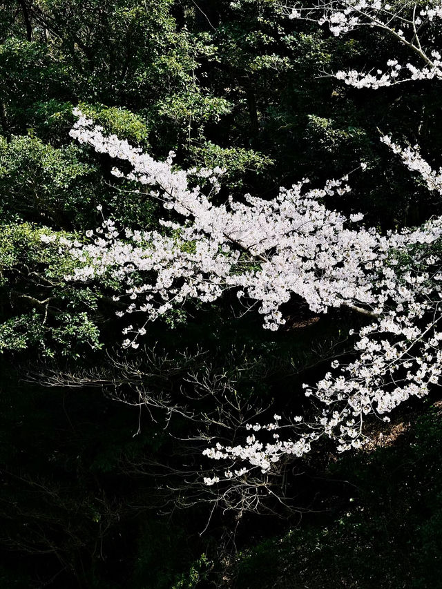 四季流轉，靜觀城市之巔——西公園與大濠公園