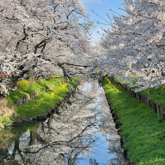 🇯🇵東京賞櫻倒計時！呢個賞櫻地我非推薦不可