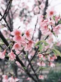 與儀公園，櫻映琉球風情