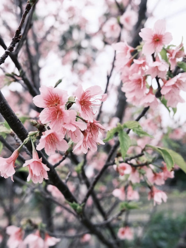 與儀公園，櫻映琉球風情
