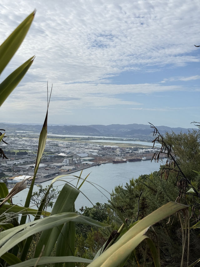 A Morning Walk Up The Mount, A Must Do In Tauranga NZ