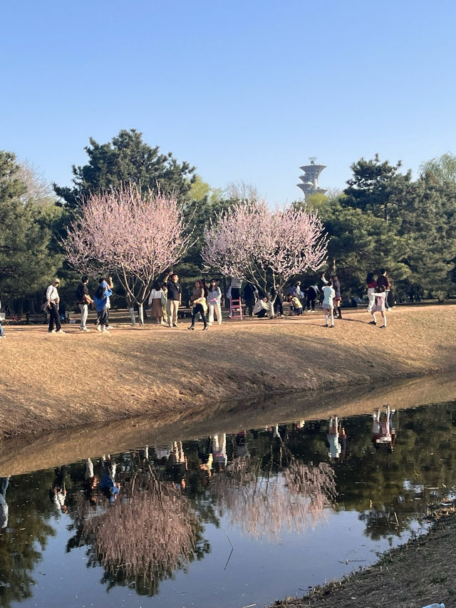 奧森桃花谷的桃花劫～