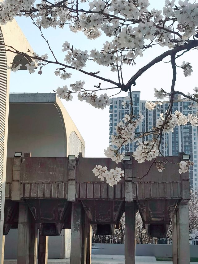 春日上海，工業與櫻花的浪漫約會
