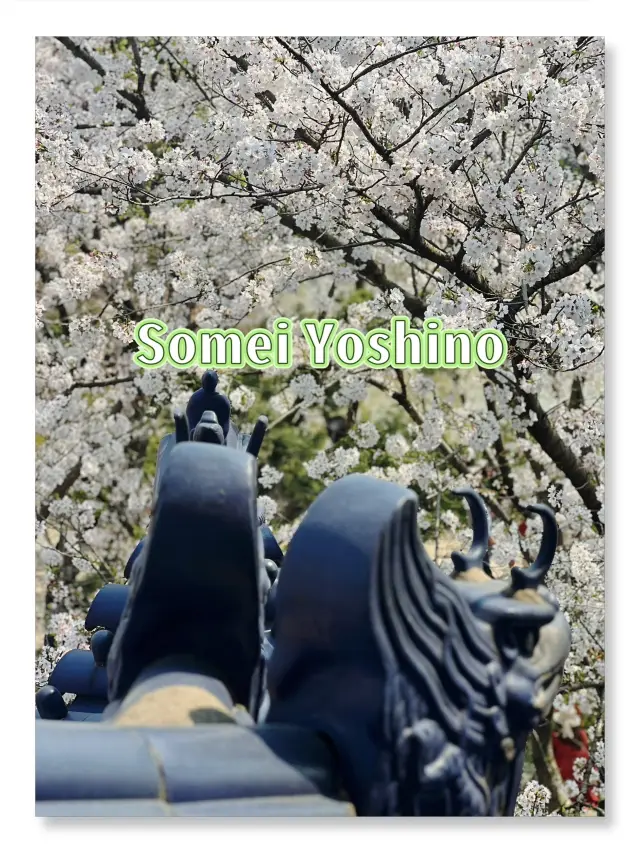 우시 원투주 벚꽃구경 가이드
