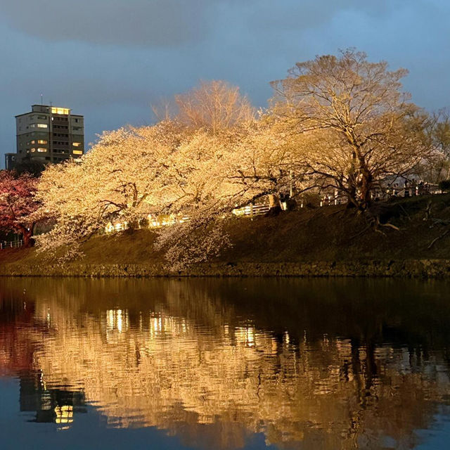 福岡限定🌸3.28舞鶴公園櫻花直擊