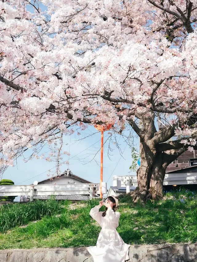 Seoul Cherry Blossom Guide | A Romantic Getaway! 