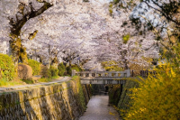 🌸Trip接送機|日本春日出遊指南·關西篇2