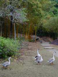 白江湖森嶺公園：嶺南的自然瑰寶