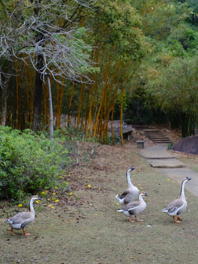 白江湖森嶺公園：嶺南的自然瑰寶