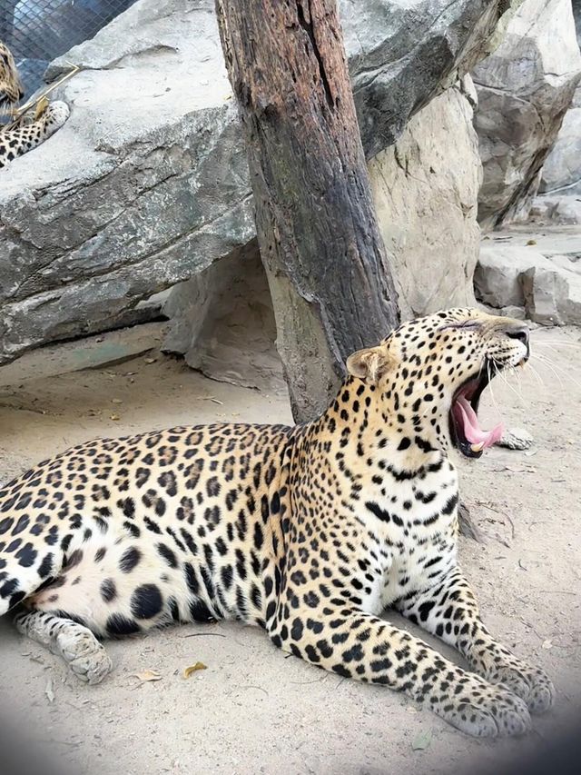 野生動物園餵老虎🐅｜做一天動物園長
