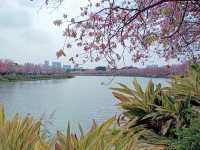 Shipai Park: Blooming as A Bomb of Colours in Dongguan