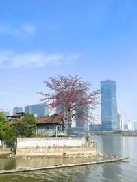 廣州番禺：上漖珠江邊的木棉花