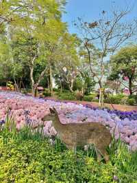 🌷珠海 | 城市客廳驚現夢幻花海鹿境