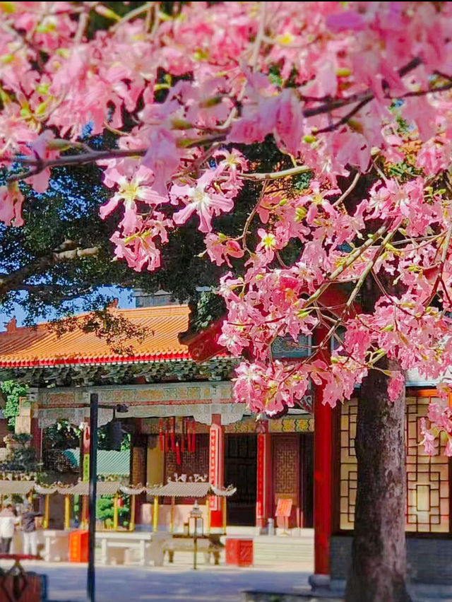 Blossoms in Guangzhou temple 