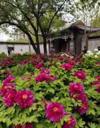 水上公園新國潮牡丹音樂派對，等你來炸場！